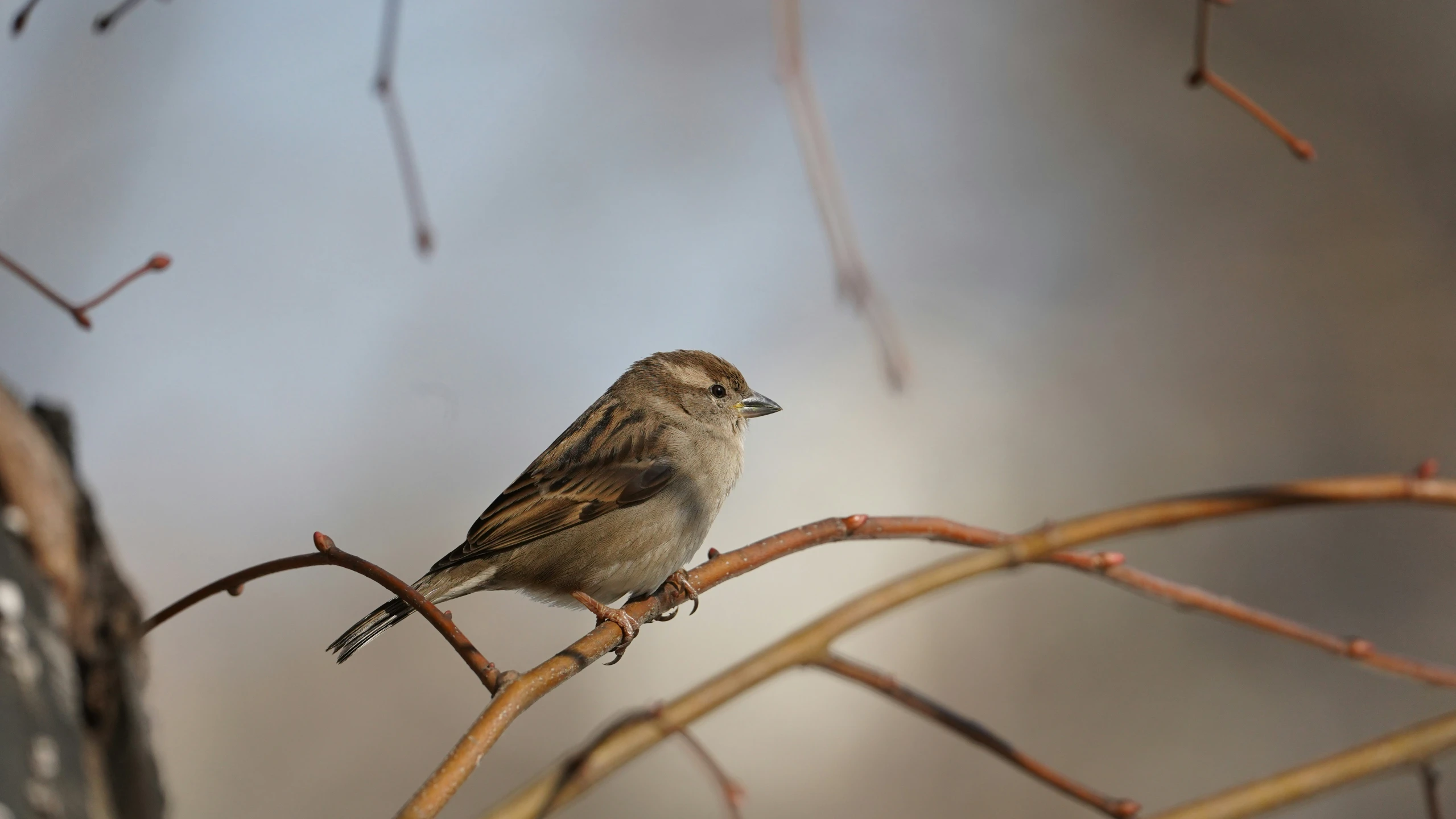 a small bird sits on the thin tree nch