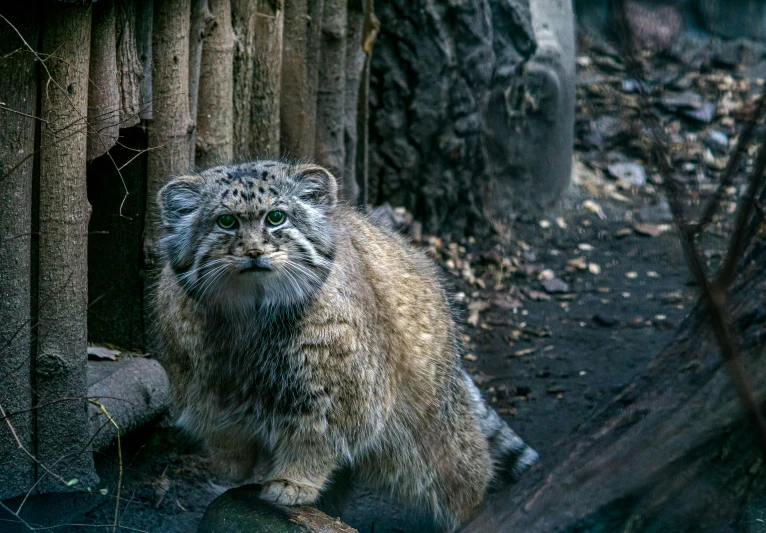 a large furry animal standing in a forest