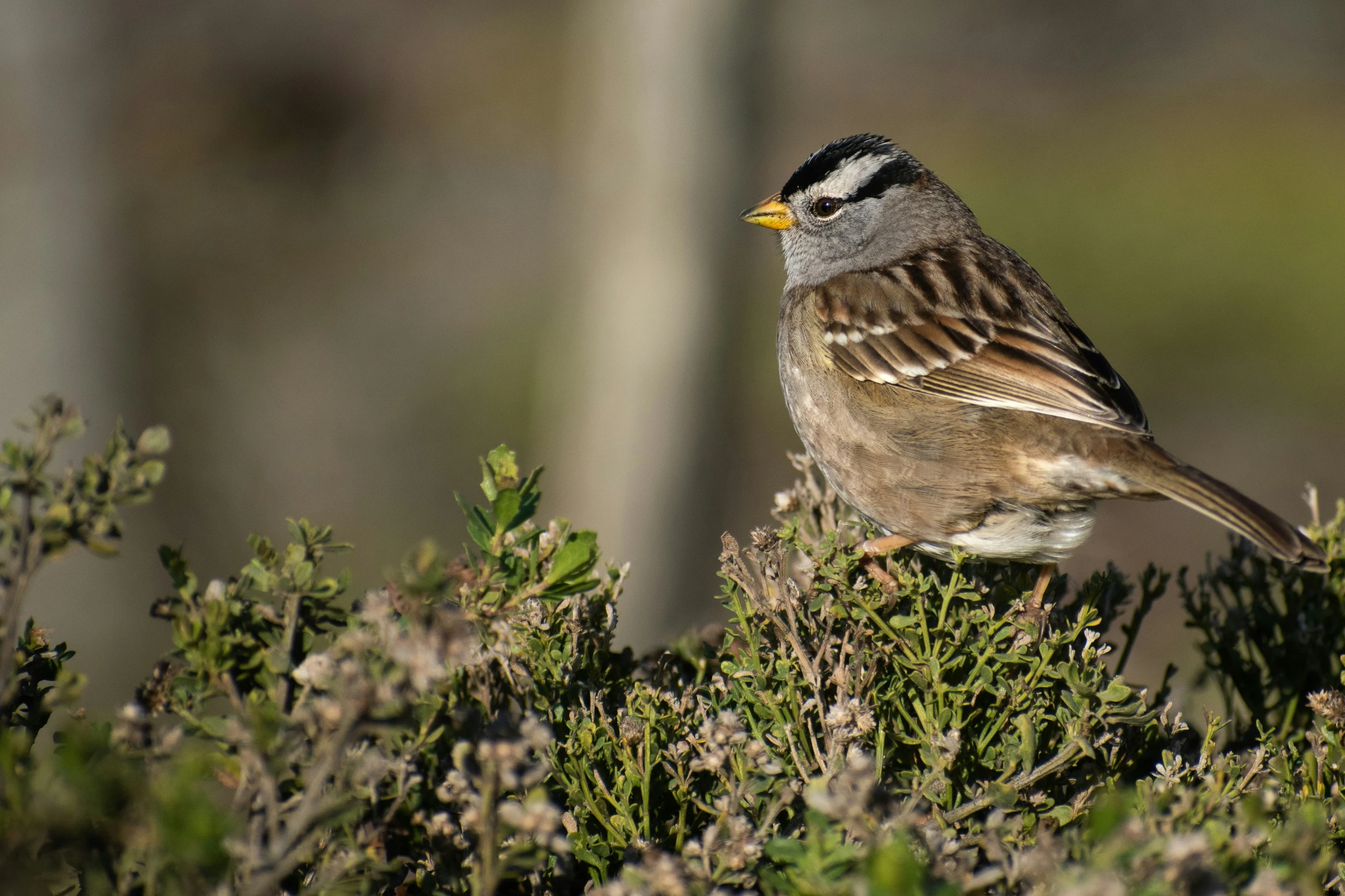 a bird sitting on the top of a plant