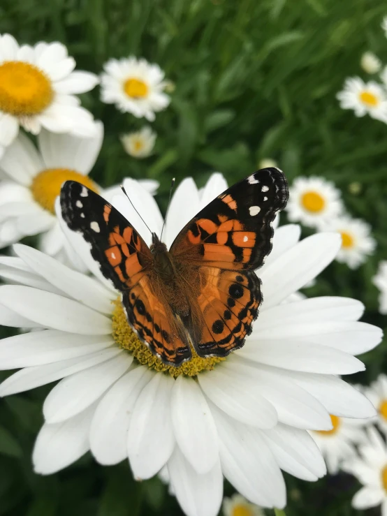 a erfly sits on top of a flower