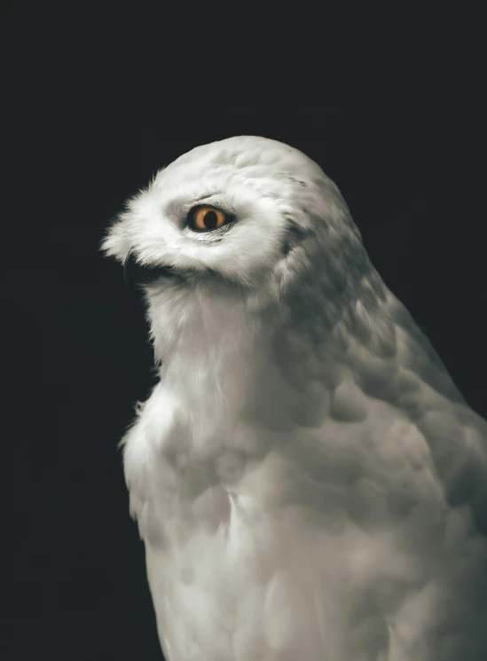 a white owl is staring off into the distance