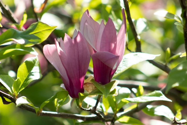 purple flowers on a green nch in spring