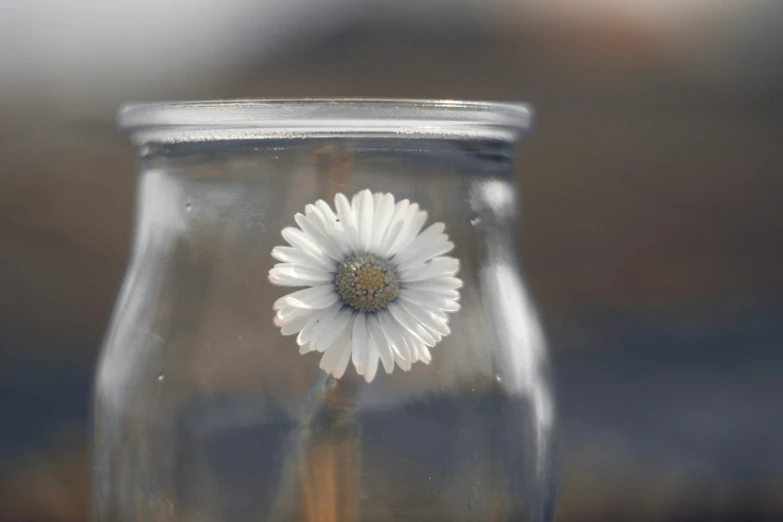 a flower sitting inside of a glass container