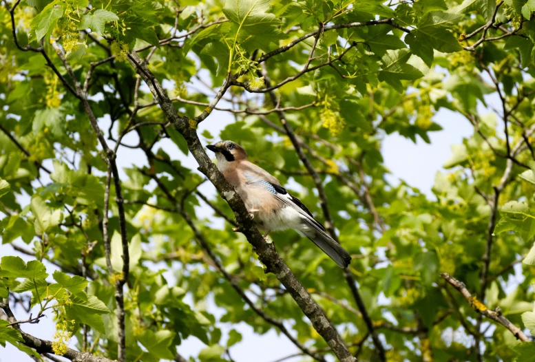 a small bird sits on the nch of a tree