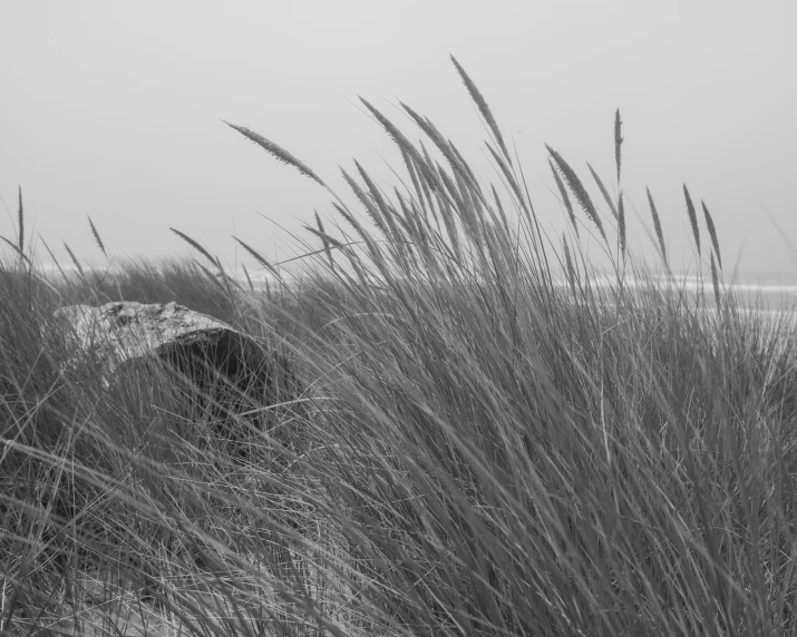 grass and weeds on the beach in the fog