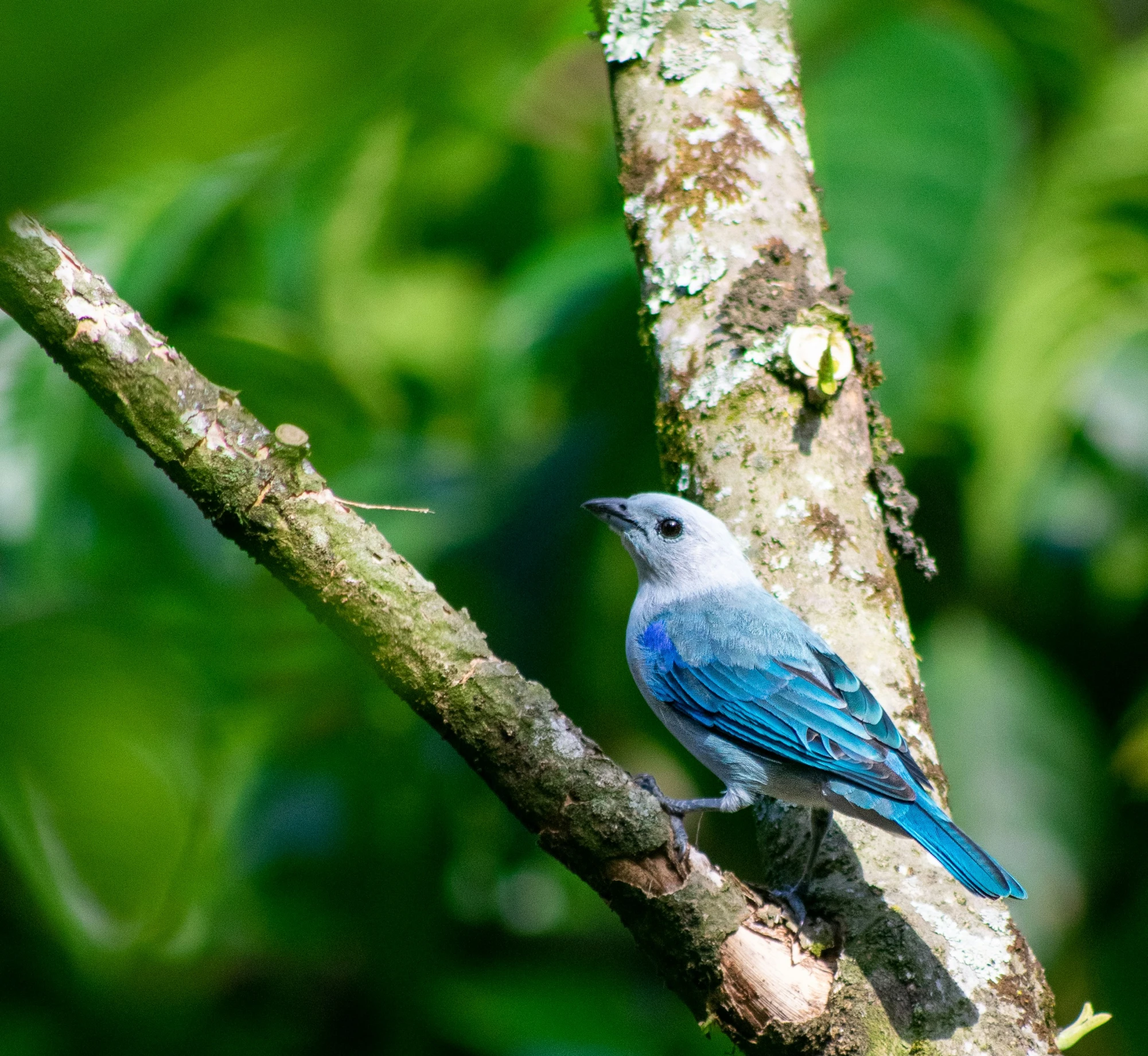 a bird on a tree nch in the woods