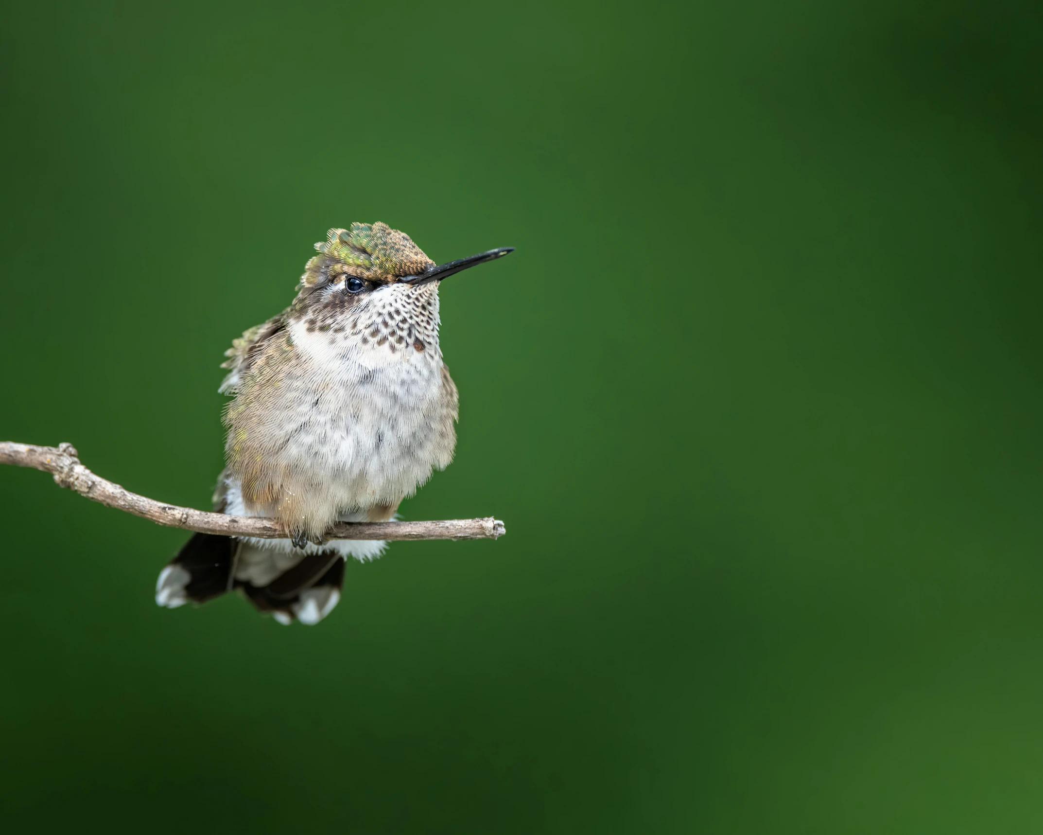 a small bird on a tree limb