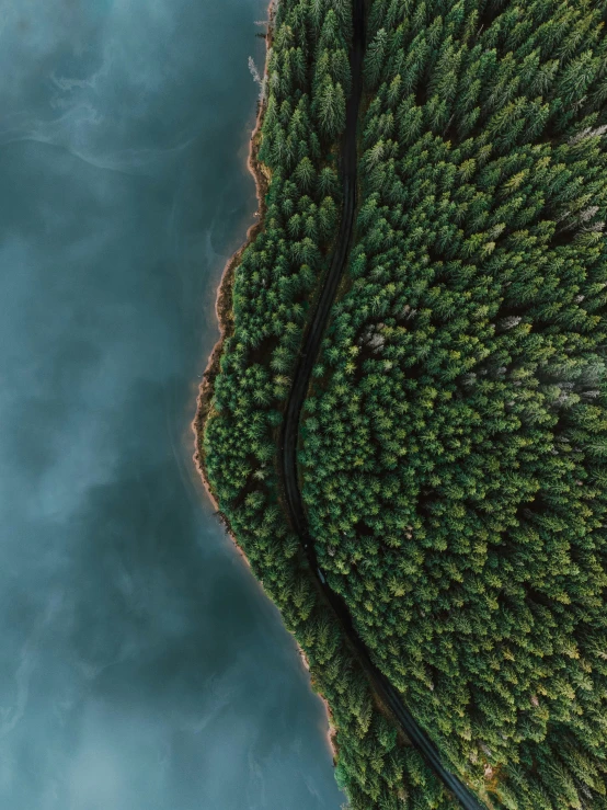 an aerial view of trees and road from above