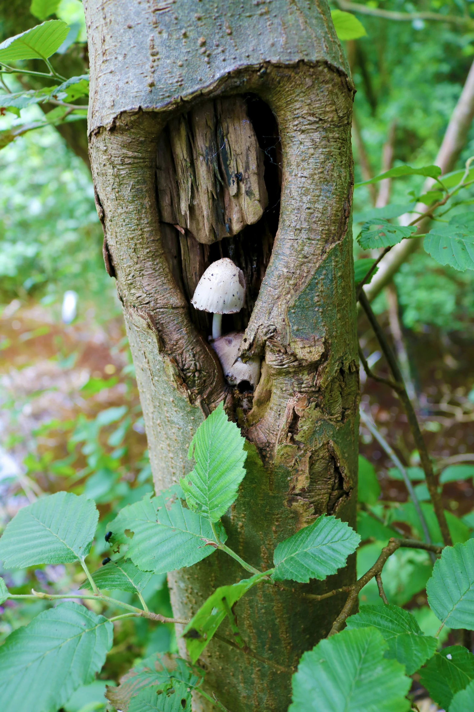 a white mushroom poking out of a tree trunk