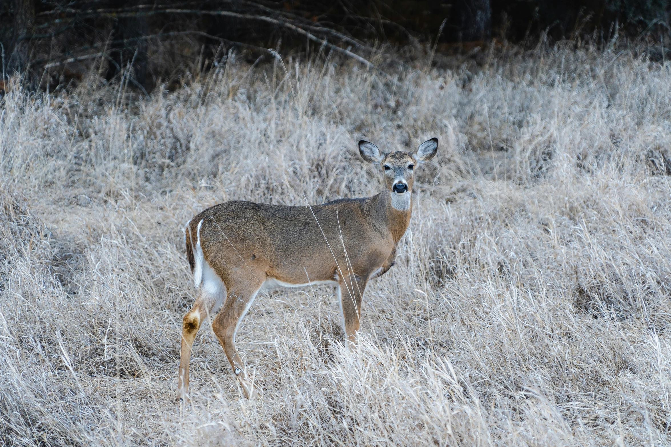 a young buck stands in the high grass