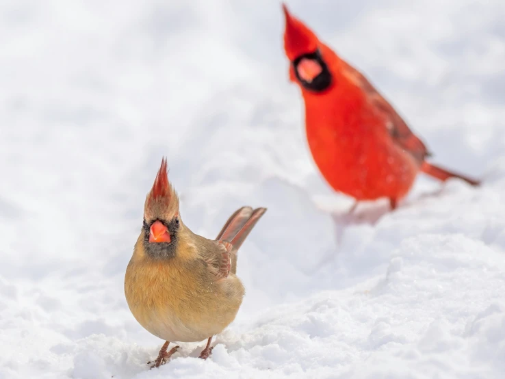 there are two red birds standing in the snow