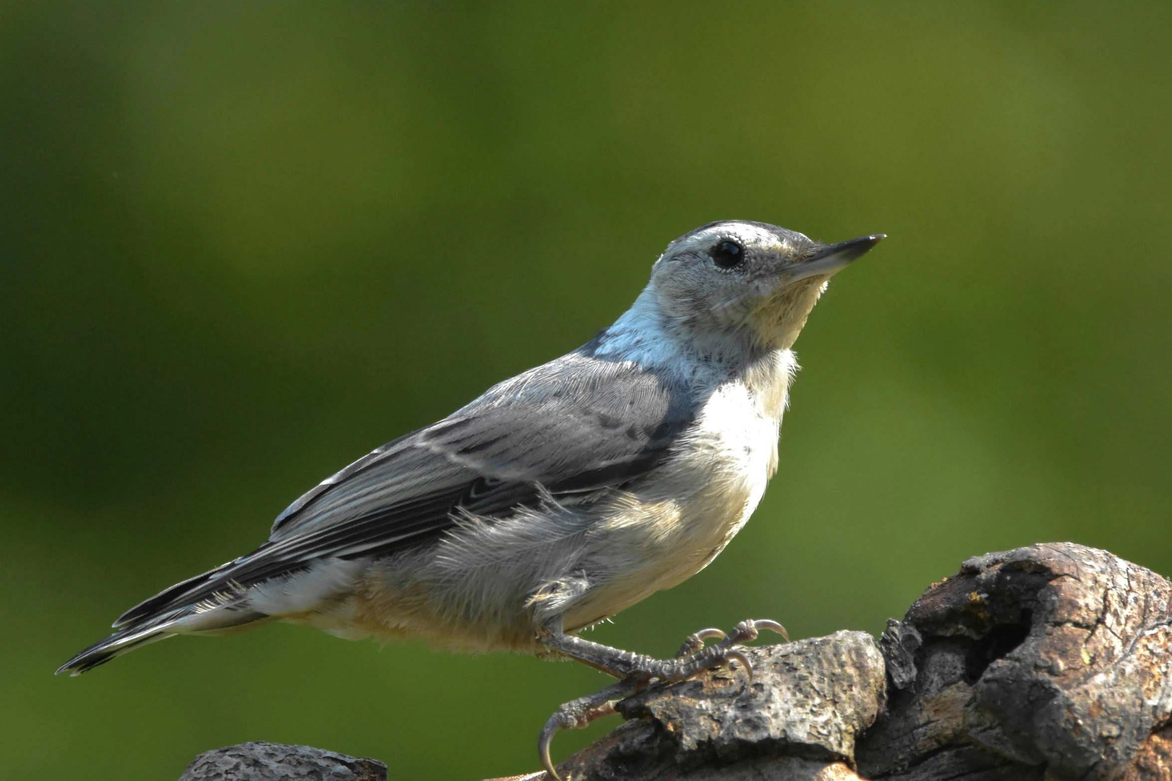 a white, grey and black bird sitting on top of a nch