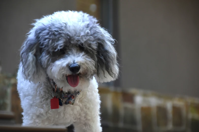 a white furry dog standing on top of a carpet