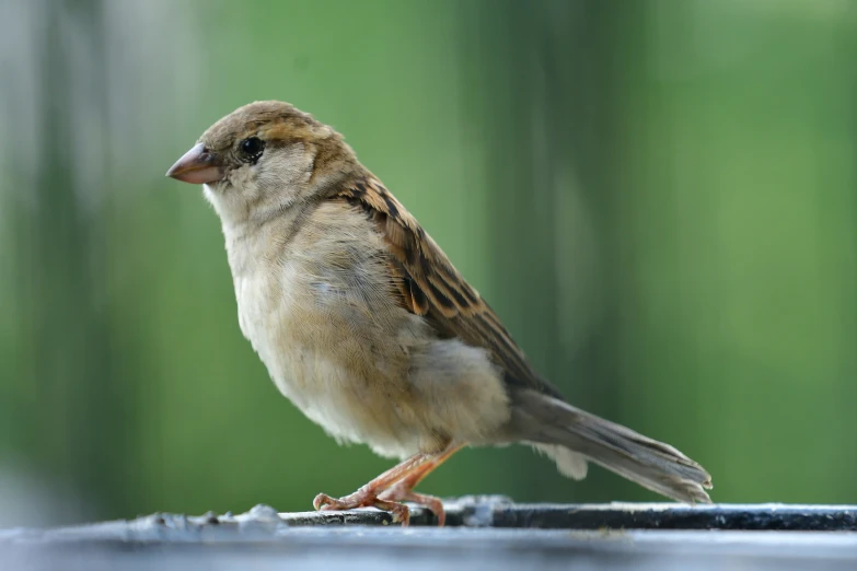 a close up of a small bird standing on a pole