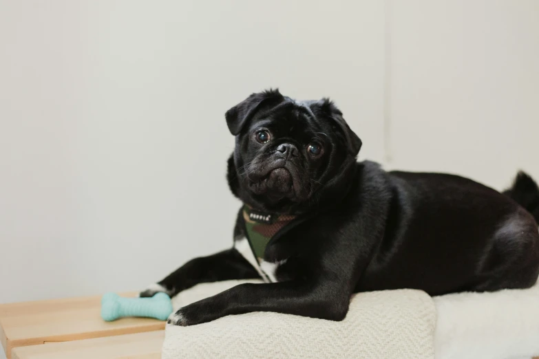 black dog laying on pillow on floor near wall