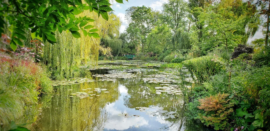 the small pond is surrounded by lush green plants