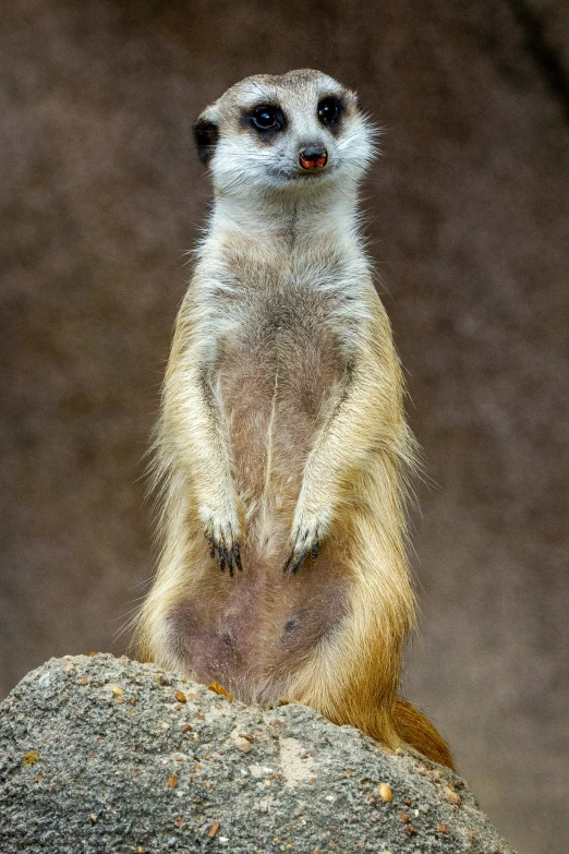 a white - necked meerkat stands on a rock
