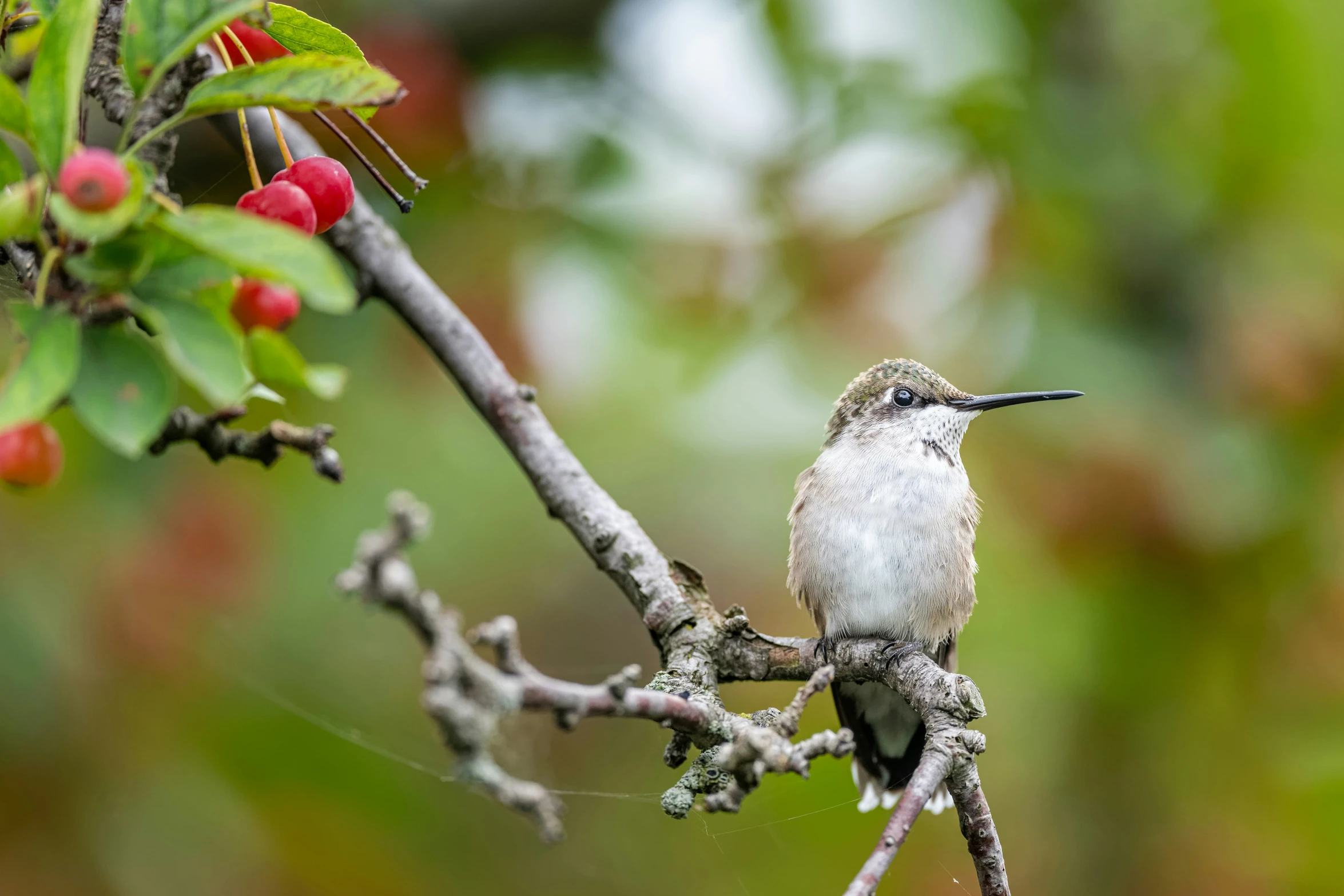 a hummingbird sitting on a nch with berry clusters