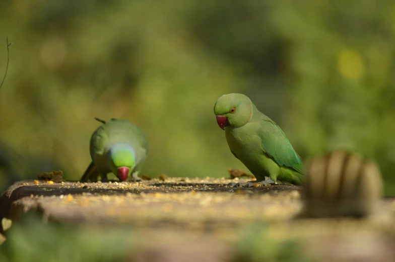 two small green birds perched on top of each other