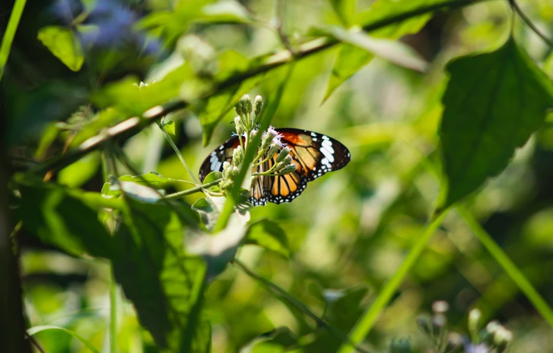 a erfly sitting on top of some grass