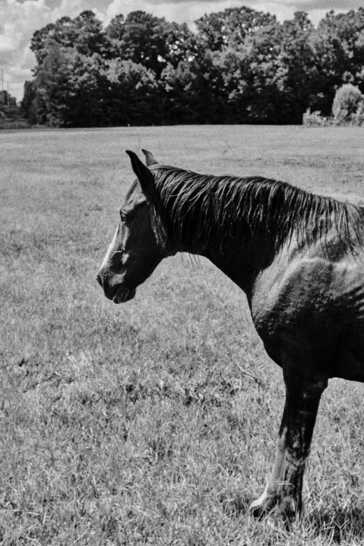 a black horse is standing in the middle of the field