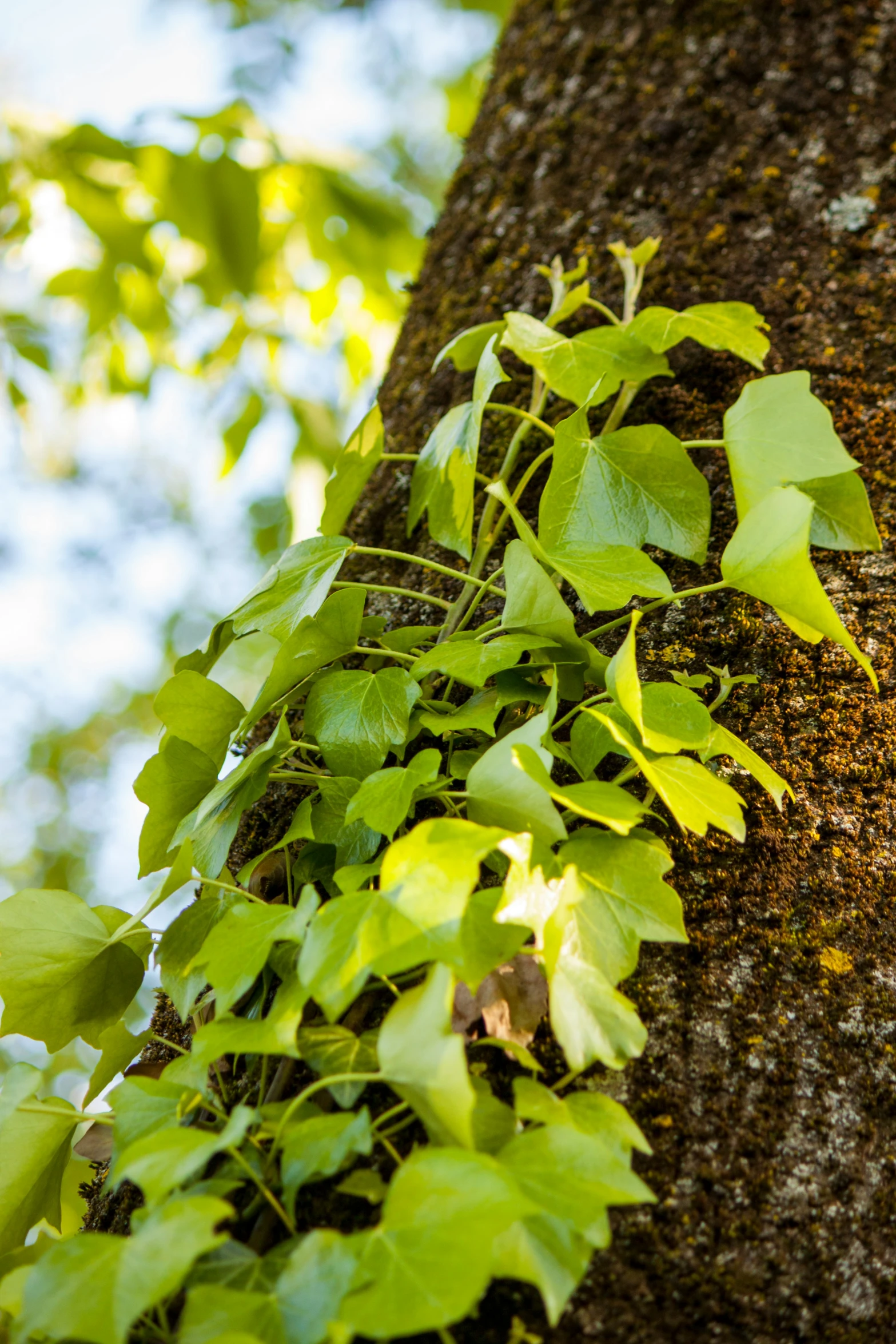 a tree trunk covered in green leaves and vines