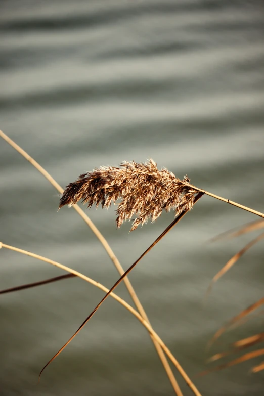 a close up image of some brown things with water in the background