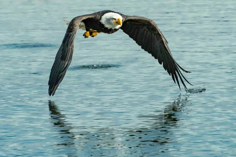 a bald eagle spreads its wings in the ocean
