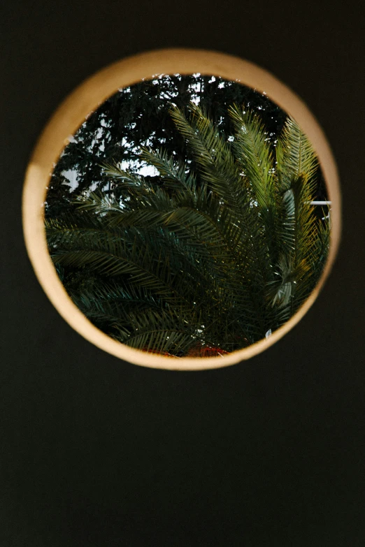 a view looking out of the circular window at leaves