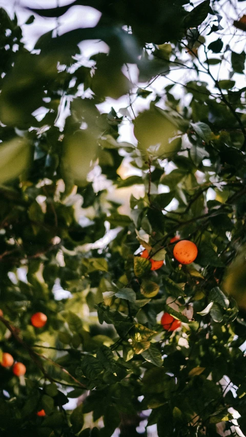 closeup of orange trees in a grove of fruit trees