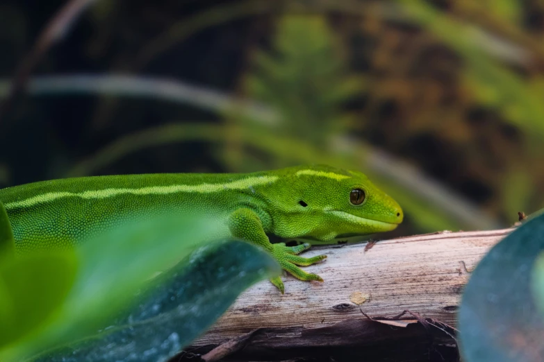 a green lizard on a tree limb in the wild