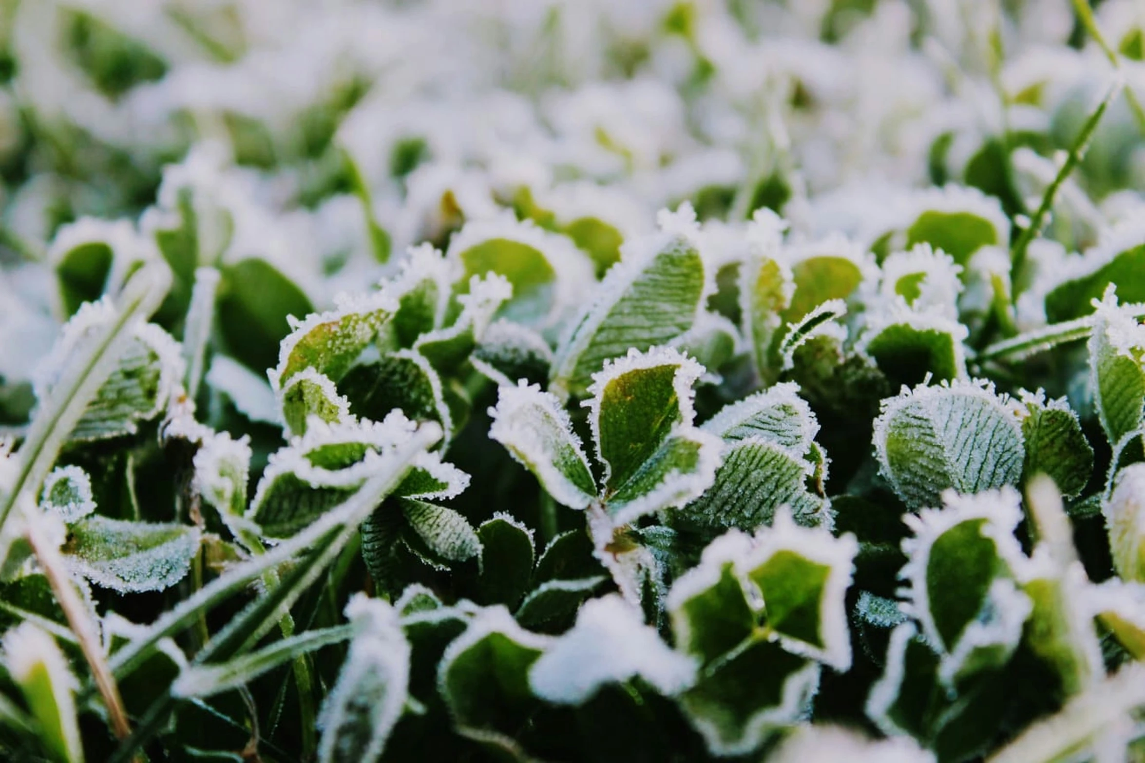 close up po of small leaf covered plants