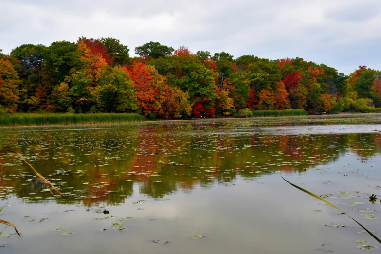 a lake near several trees in the fall