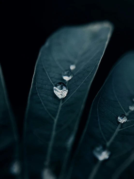 water drops on a green leaf that is in the dark