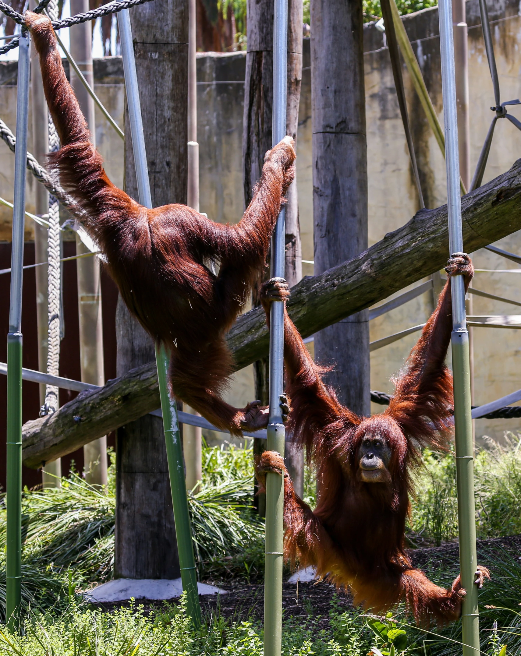 two orangutas hanging out of wooden poles