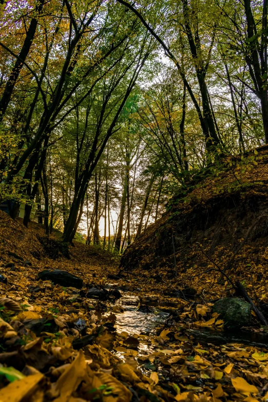 the leaves have fallen and the ground is covered