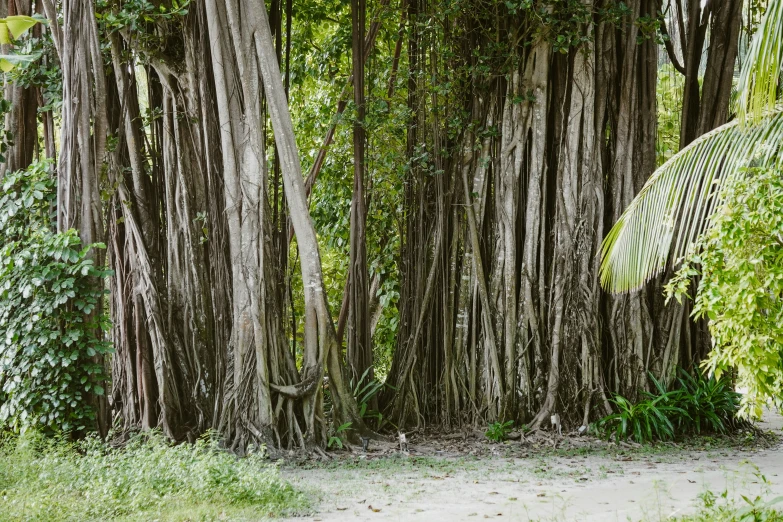 large trees stand tall in a group behind grass