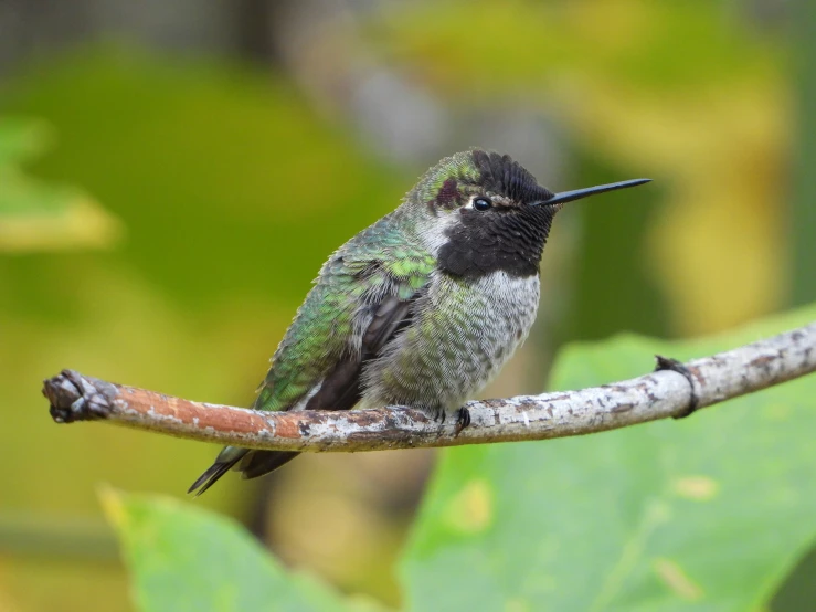 a green bird perched on top of a nch