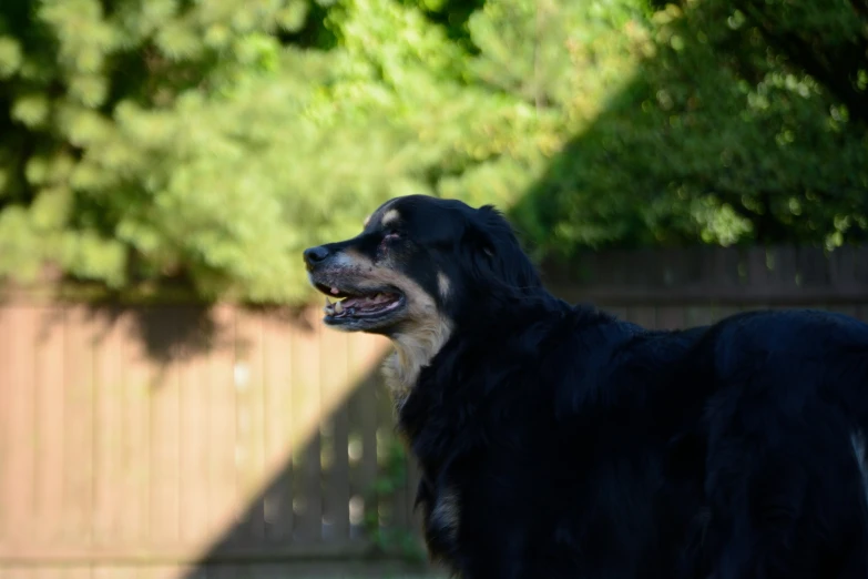 a large black dog is standing by a fence