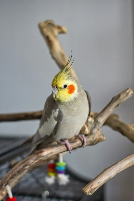 a yellow and grey bird sitting on a tree nch