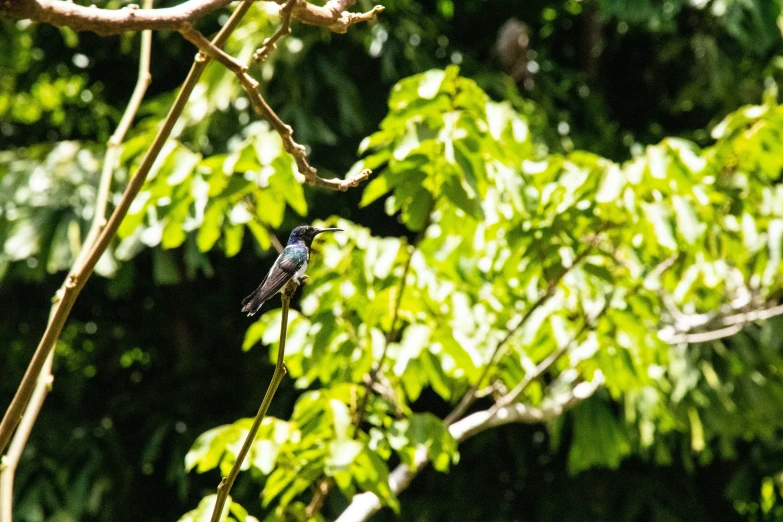 bird sits on nch in front of some leaves