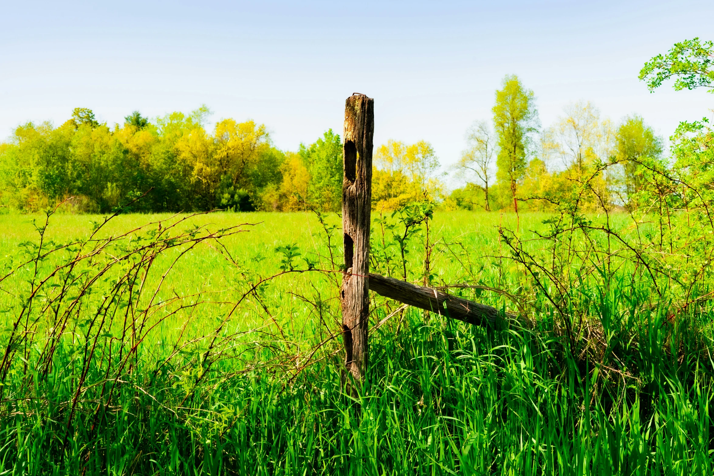 a tree stump in the grass on a farm