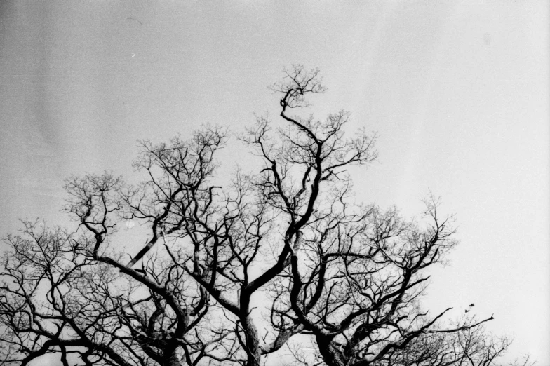 a very tall tree sitting under a cloudy sky