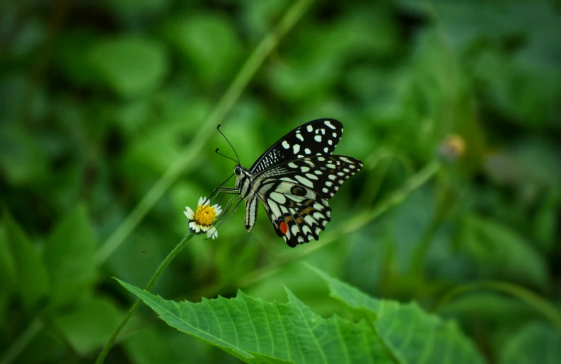 erfly with bright orange and black wings resting on the top of a leaf