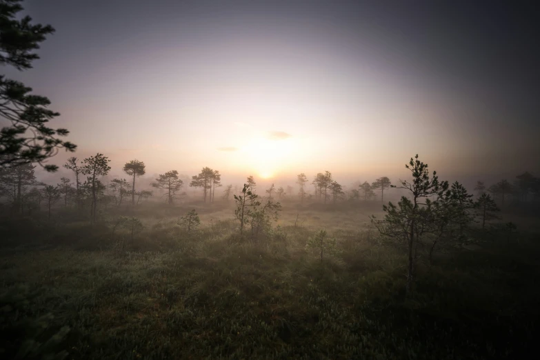 there is a forest with fog on it