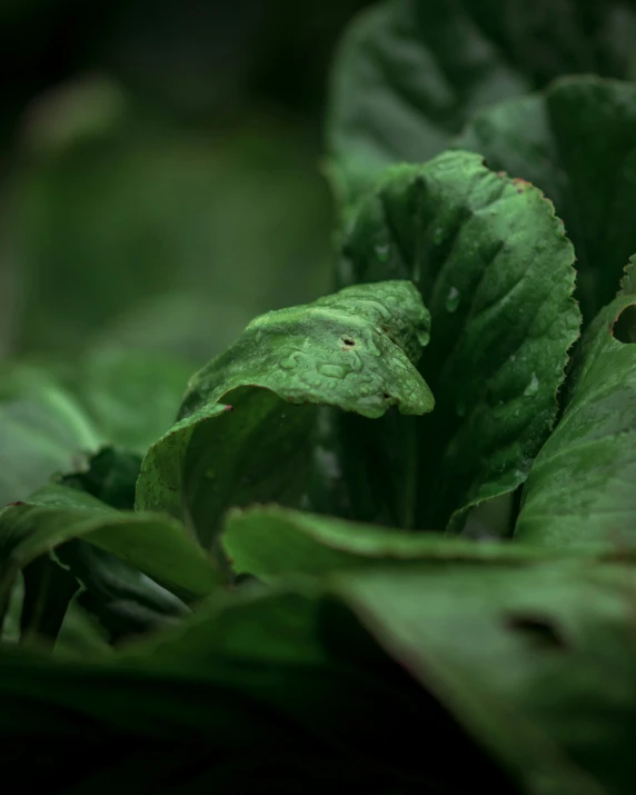 an open green leaf with brown holes in it