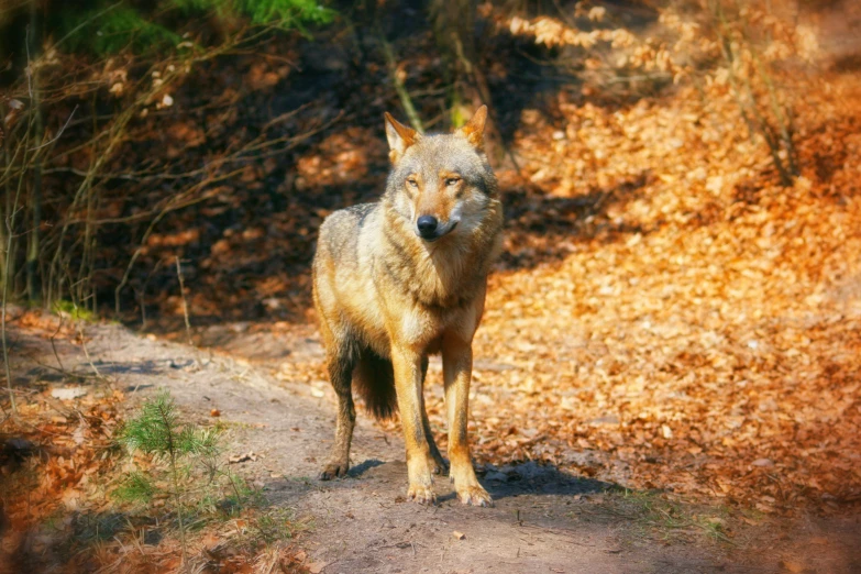 a lone wolf stands on a trail in autumn leaves