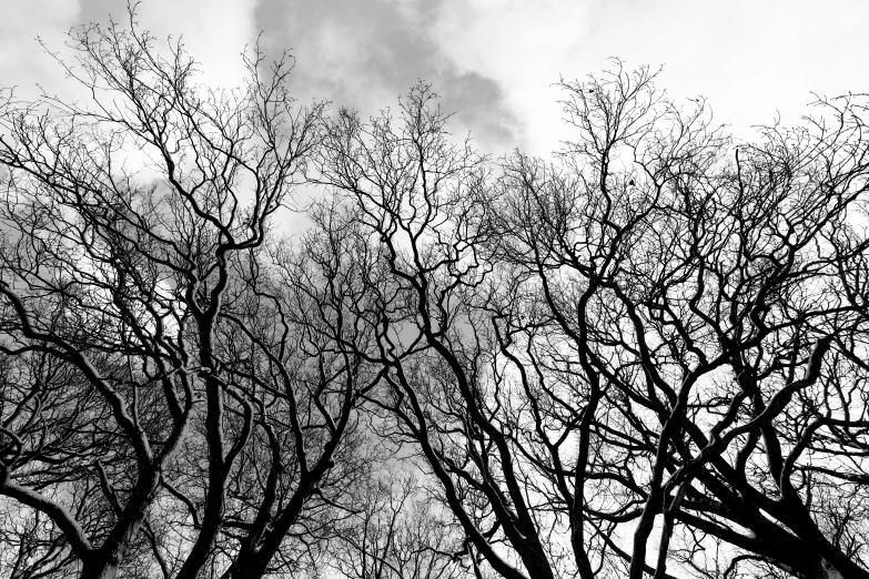 black and white trees and clouds on a cloudy day