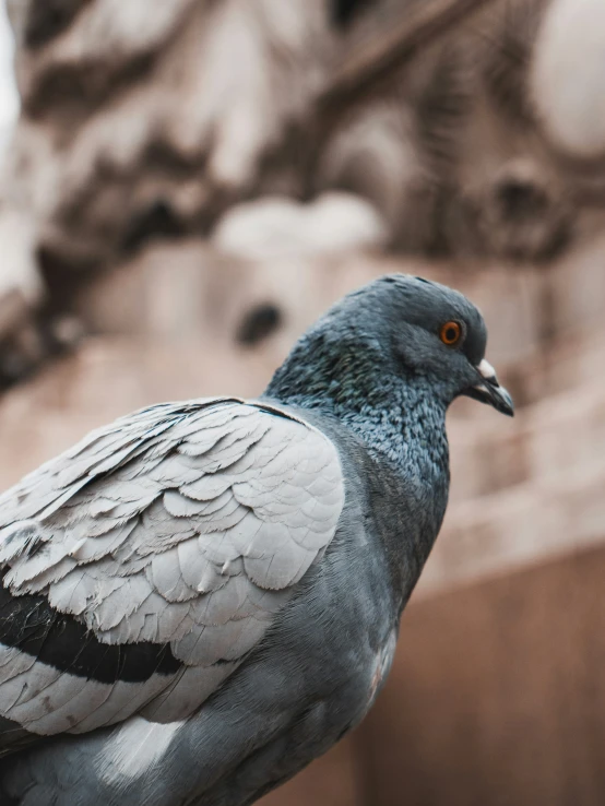 a gray pigeon is sitting outside on the ledge