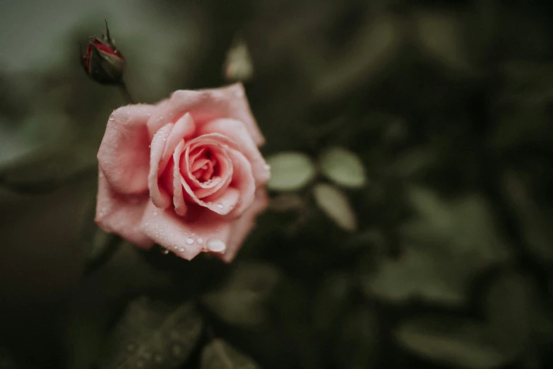 a pink rose in the center of the frame